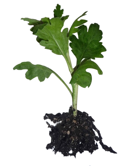 rooted-cutting-chrysant